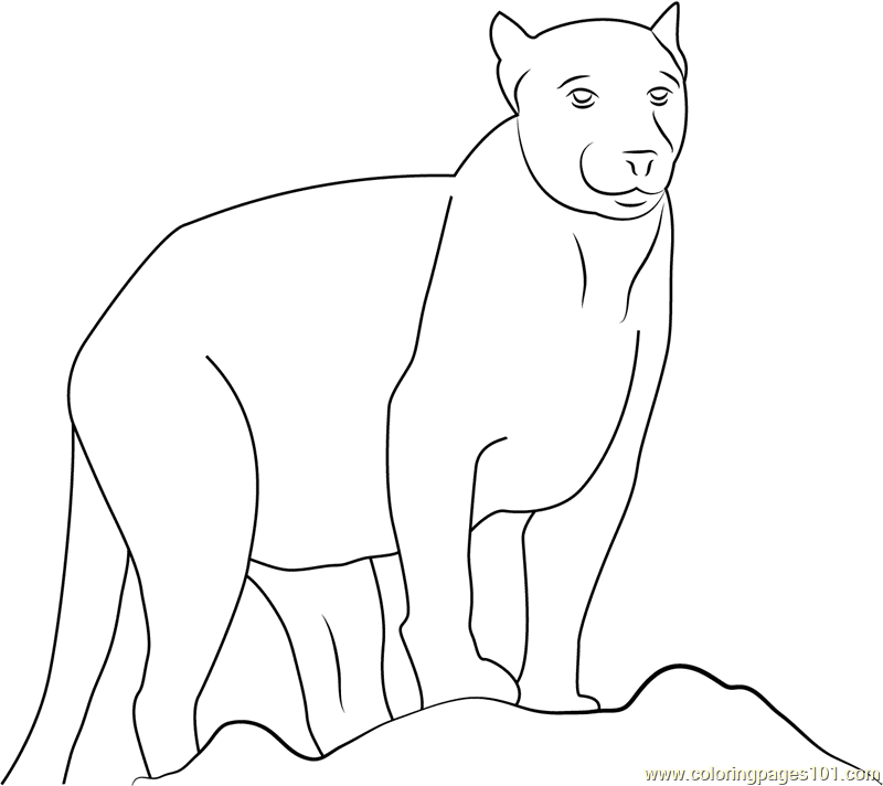 Beautiful Panther Free Printable Coloring Page