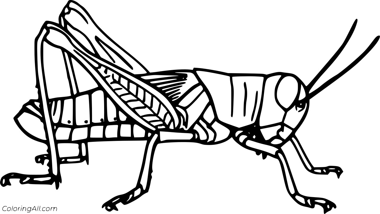 Big Grasshopper Coloring Pages - Coloring Cool