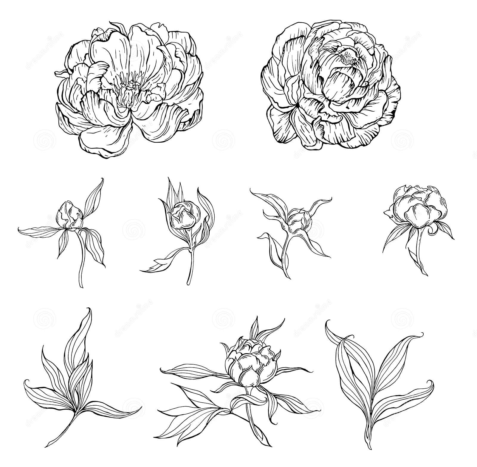 Black White Flowers Magnolia Flower Coloring Page