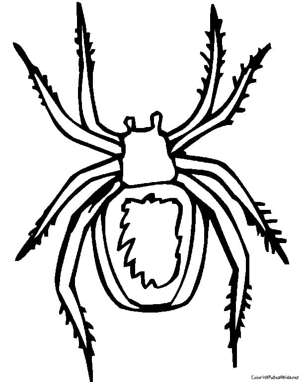 Black Widow Spider Free Printable Cute Coloring Page