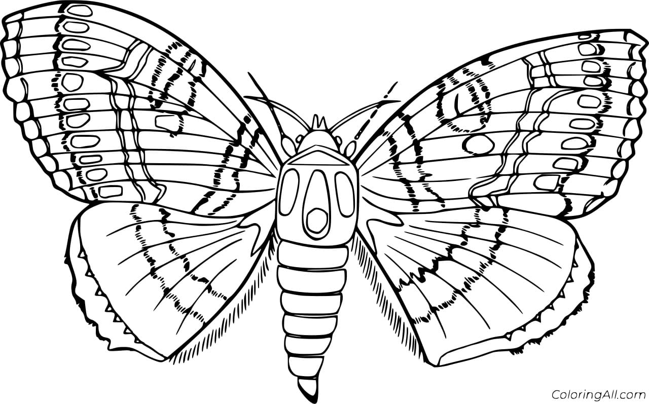 Black Witch Moth To Print Coloring Page