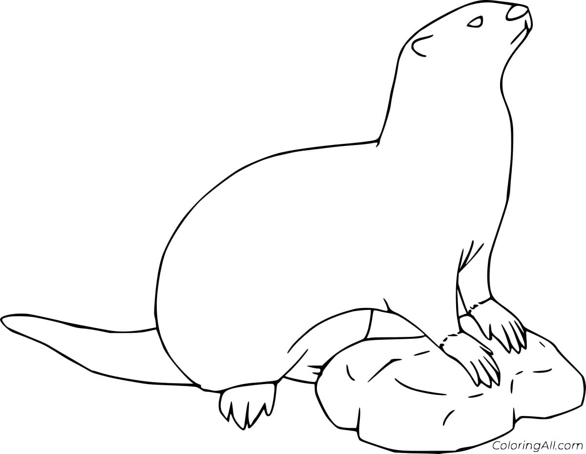 Blank Otter Free Printable Coloring Page