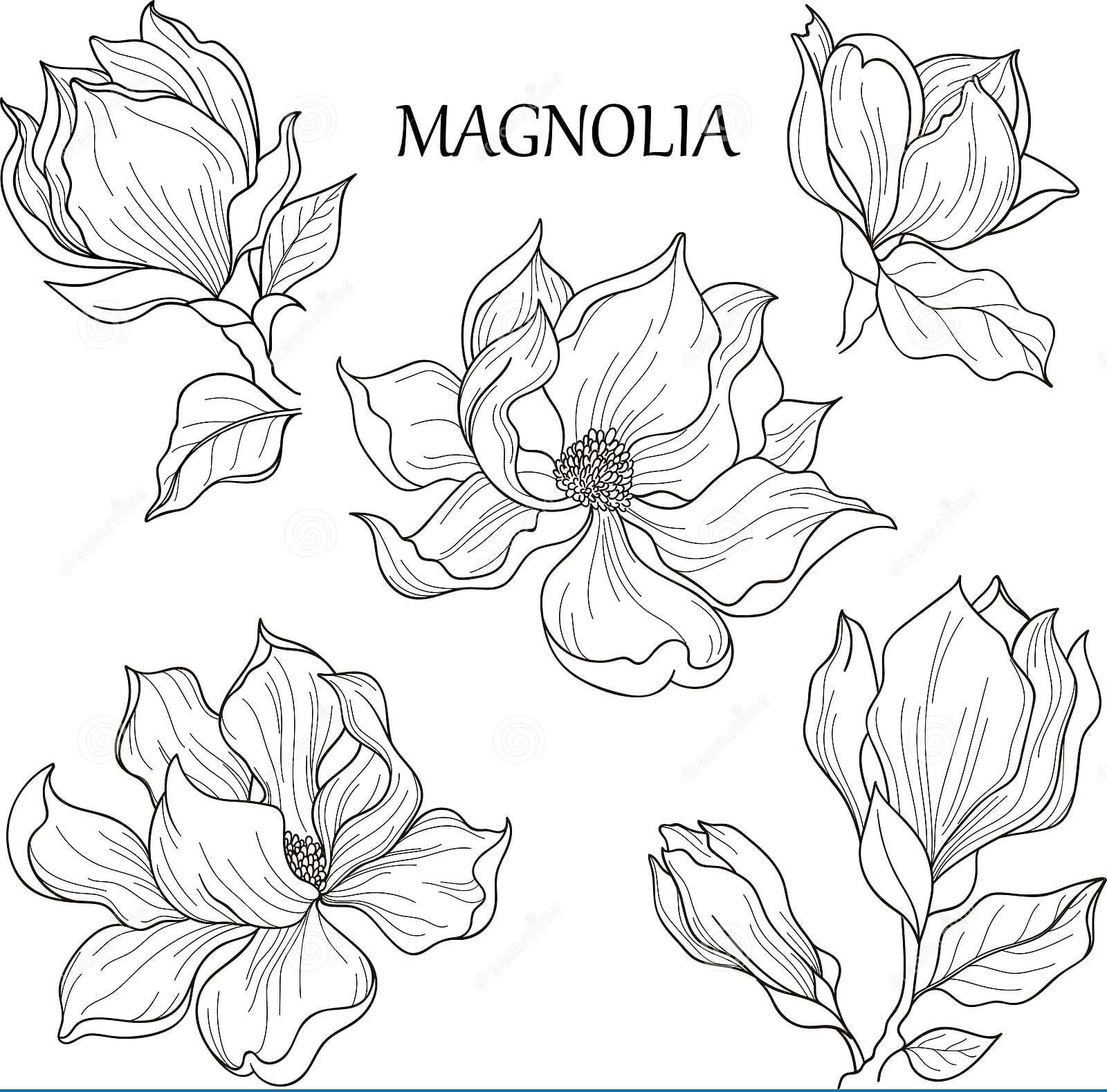 Blooming Magnolia With Leaves Coloring Page