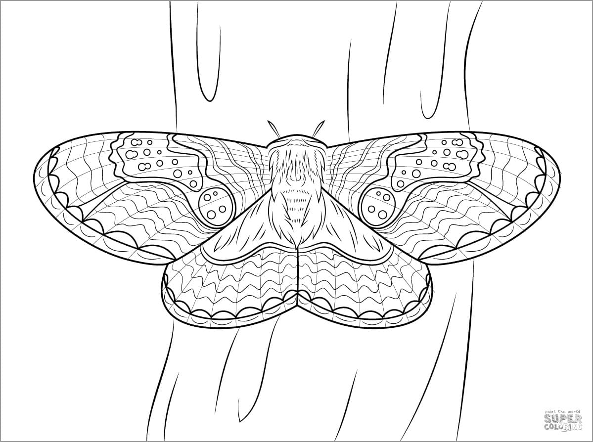Brahmeid Moth Coloring Coloring Page