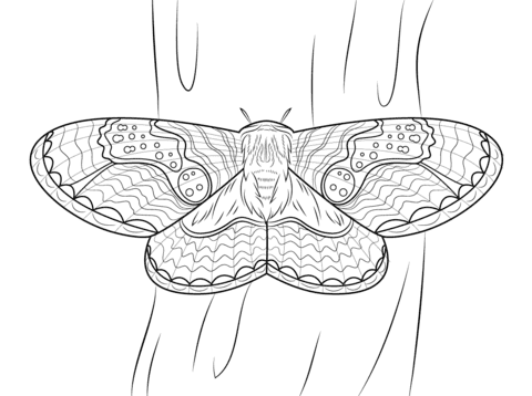 Brahmeid Moth Free Coloring Page