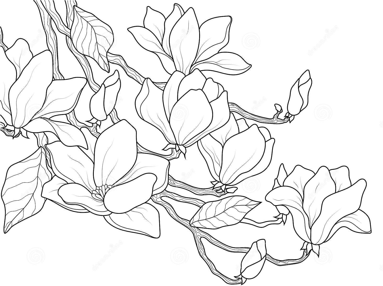 Branch Of Blooming Magnolia Coloring Page