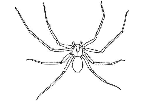 Brown Recluse Spider Free Coloring Page