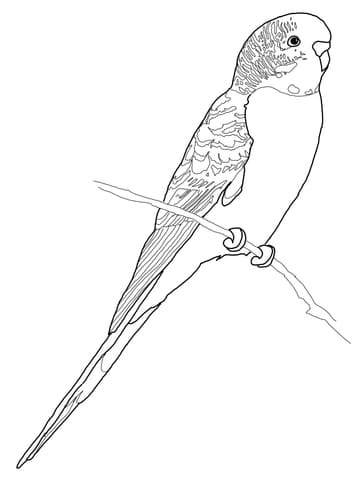 Budgerigar Parrot Free Printable Coloring Page