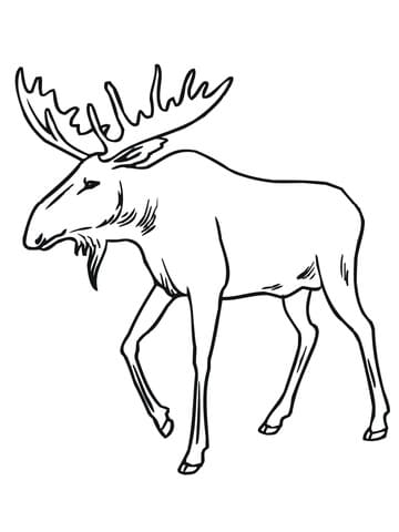 Bull Moose Free Coloring Page