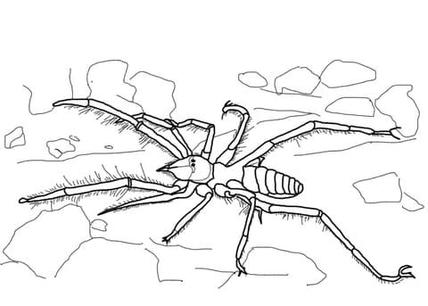 Camel Spider Free Printable Coloring Page