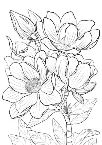 Campbells Magnolia Free Image Coloring Page