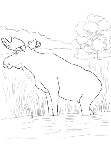 Canadian Moose Image Coloring Page