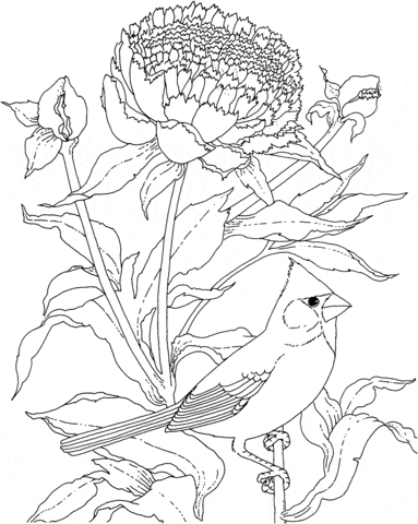 Cardinal and Peony Indiana Flower And Bird Free Coloring Page