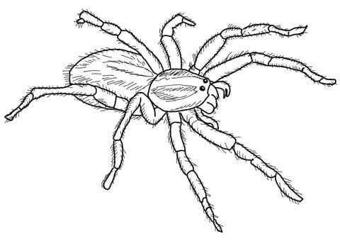 Carolina Wolf Spider Free Coloring Page