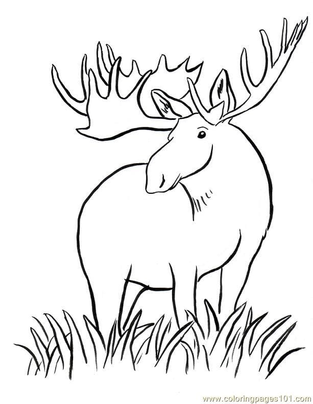 Cartoon Moose Big Horn Free Image Coloring Page