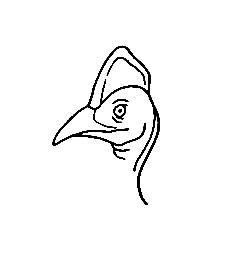 Cassowary-Drawing-1