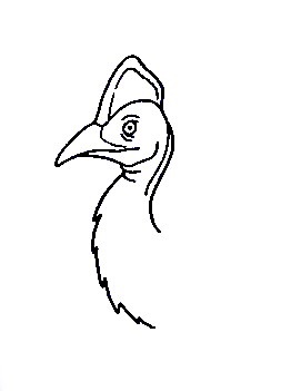 Cassowary-Drawing-2