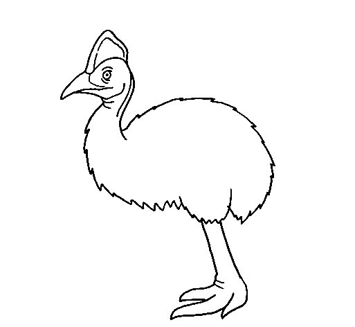 Cassowary-Drawing-5