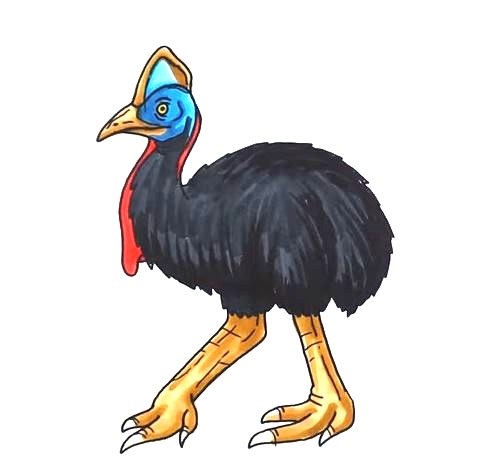 Cassowary-Drawing-8