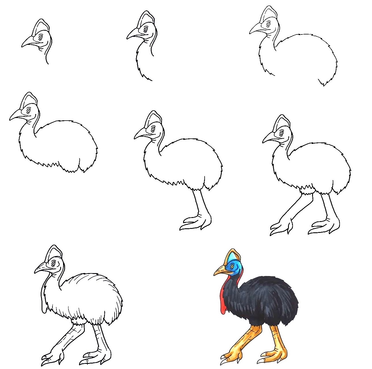 Cassowary-Drawing