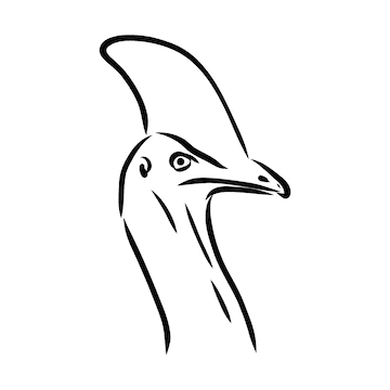 Cassowary Face Black And White To Printable