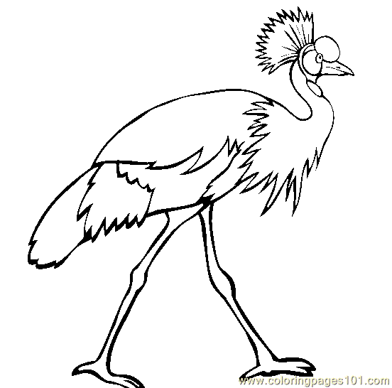 Cassowary Printable Coloring Pages Coloring Cool