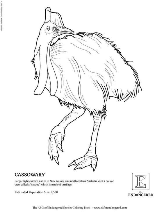 Cassowary Printable Image