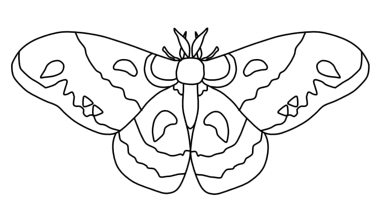 Cecropia Moth Free Printable Coloring Page