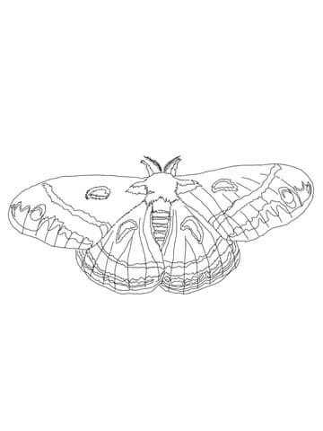Cecropia Moth Free