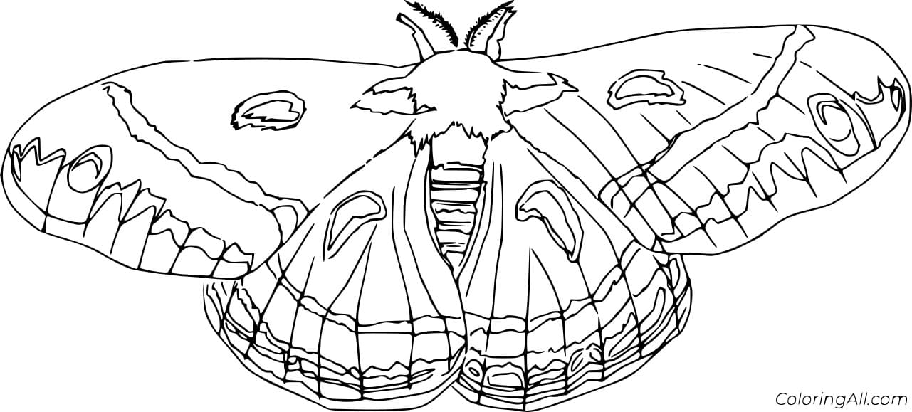 Cecropia Moth To Print Coloring Page