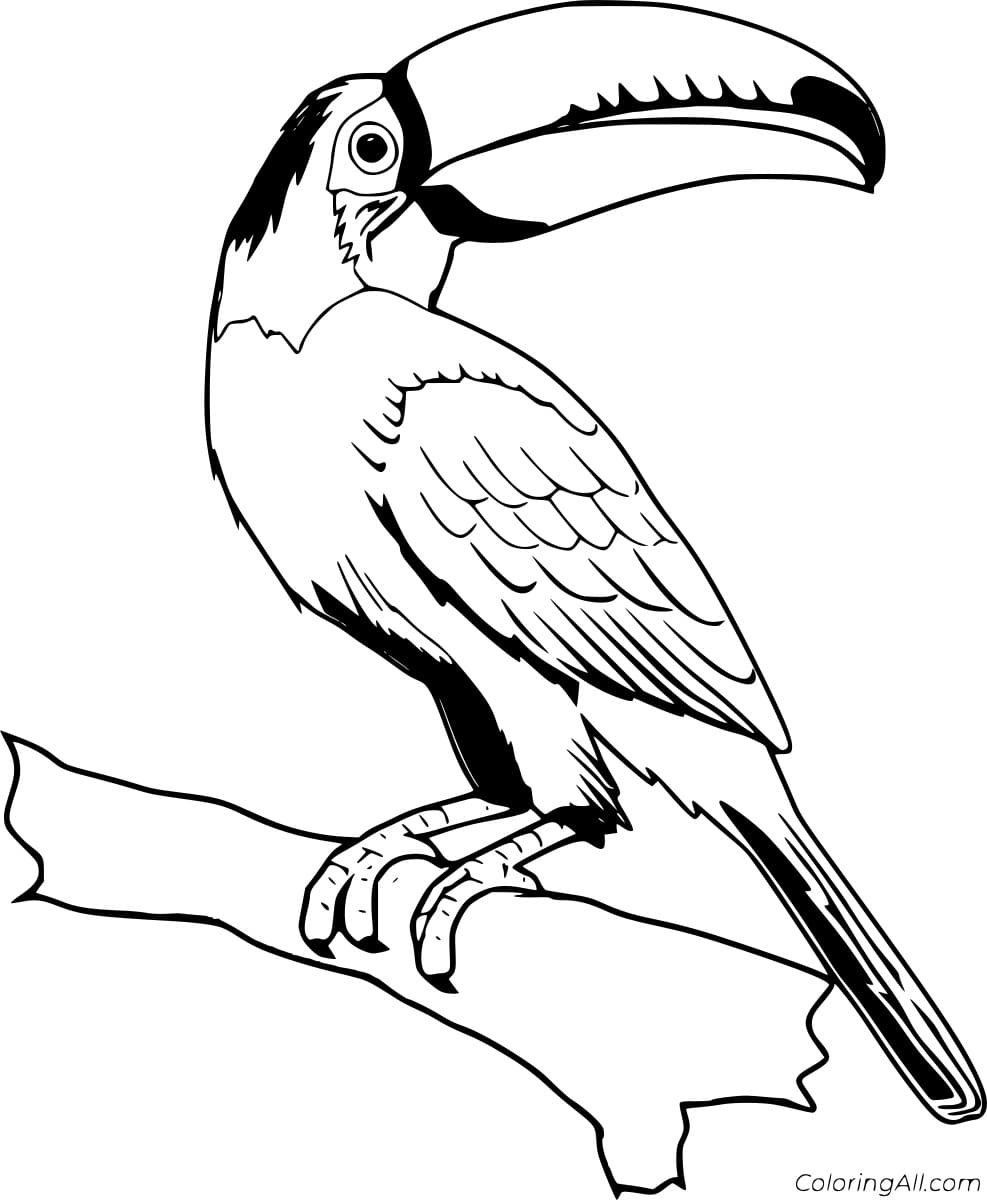 Chestnut Eared Aracari Free Printable Coloring Page