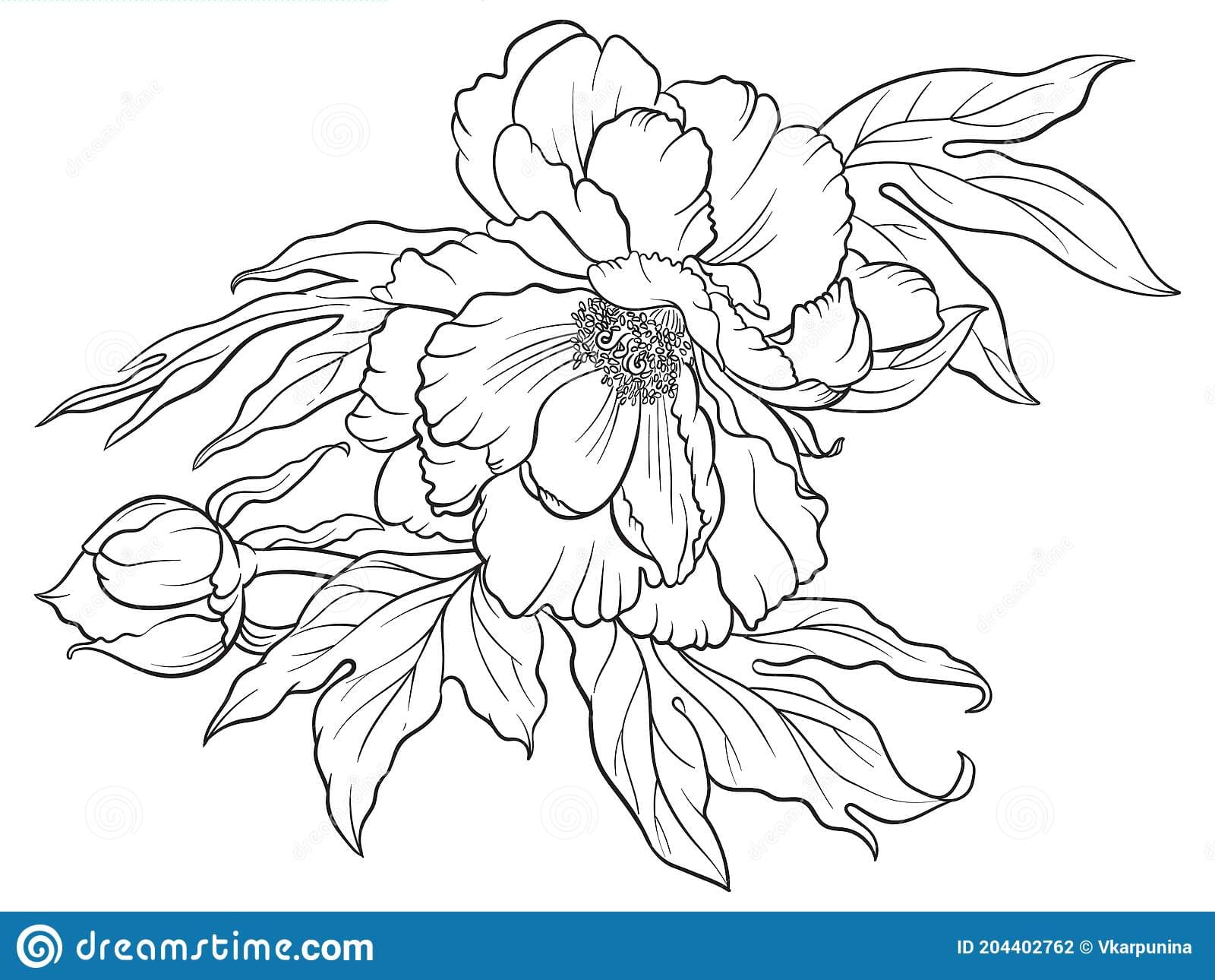 Chinese Peony Black And White Free Image Coloring Page