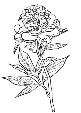 Chinese Peony Coloring Image Coloring Page