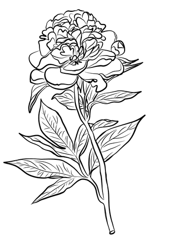 Chinese Peony Free Coloring Page