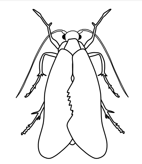Clothes Moth Coloring Page