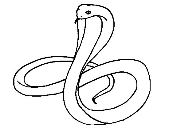 Cobra-Drawing-4