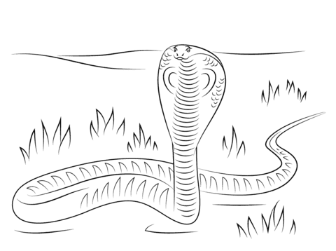 Cobra coloring page Free Coloring Page