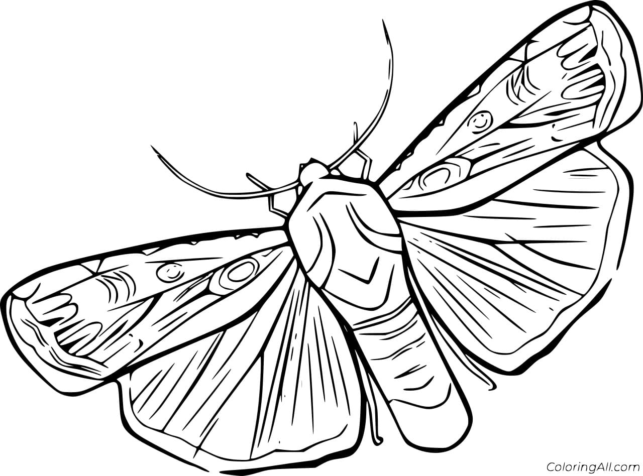 Codling Moth To Print Coloring Page