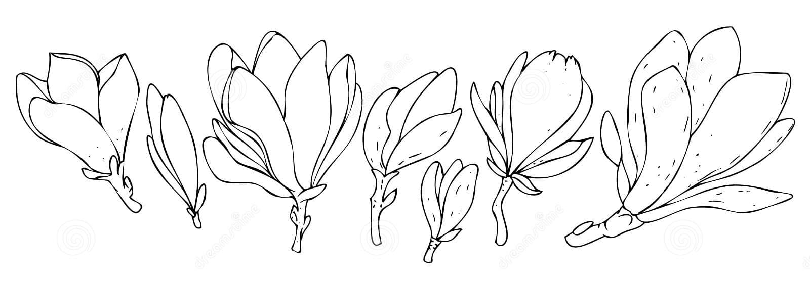 Coloring Magnolia Flower Free Printable Coloring Page