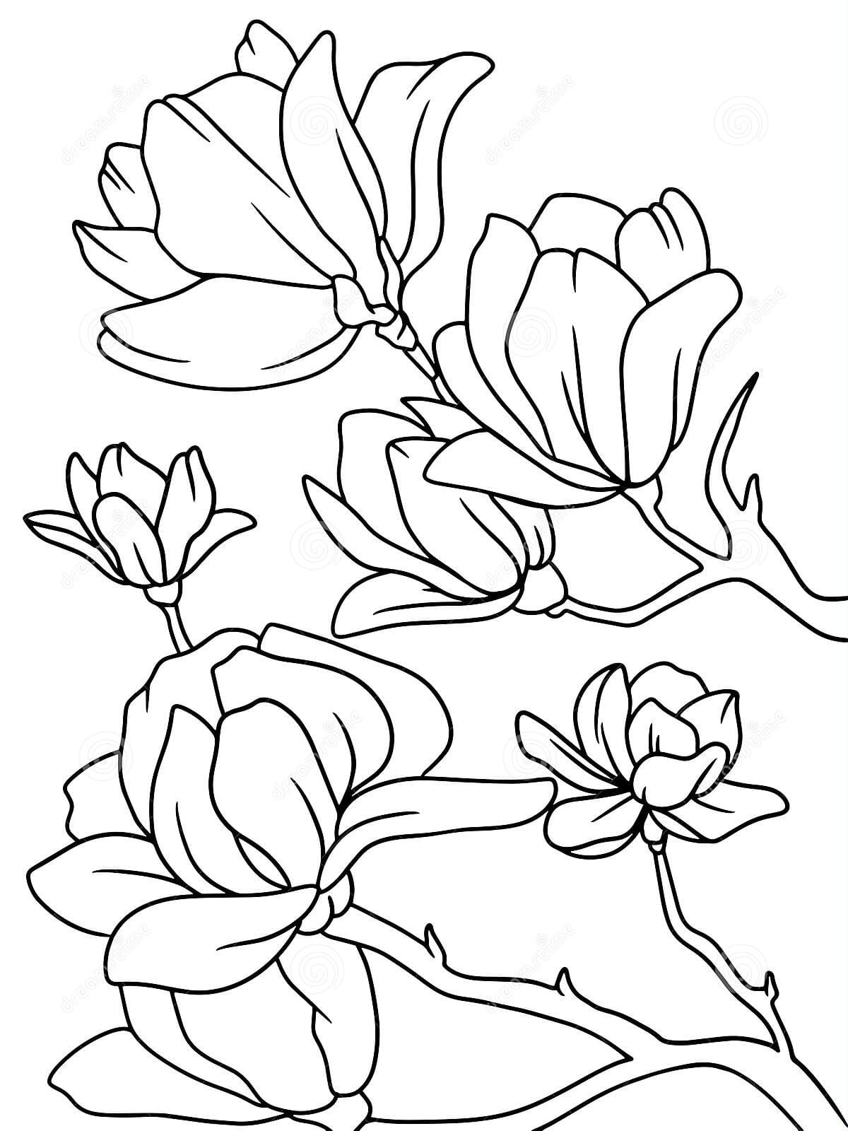 Coloring Magnolia Flower Image Free