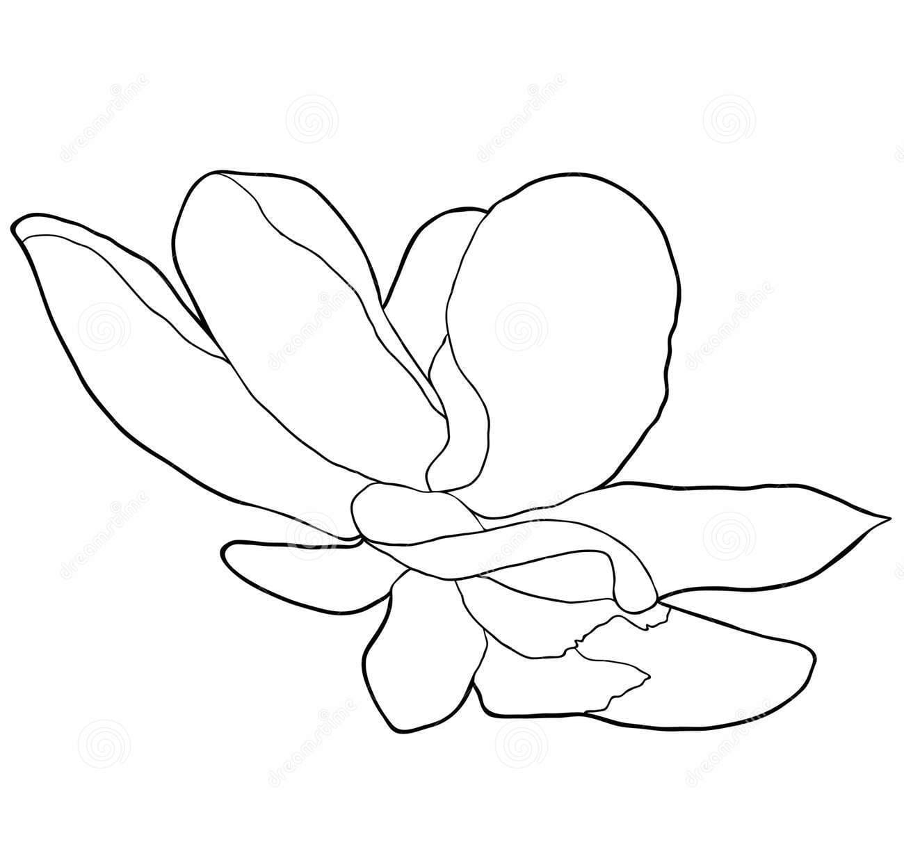 Coloring Magnolia Flower Picture Coloring Page