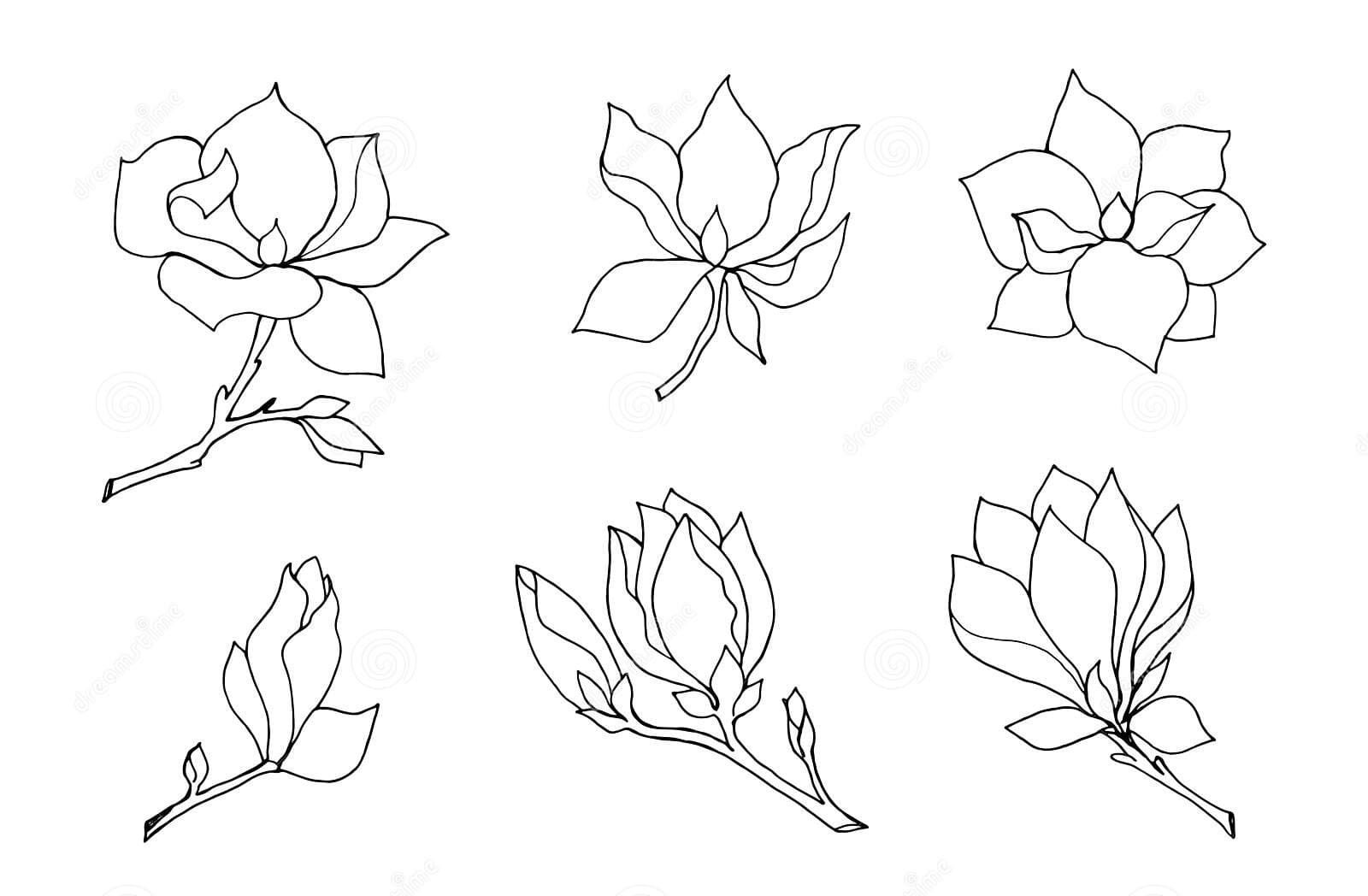 Coloring Magnolia Image Coloring Page