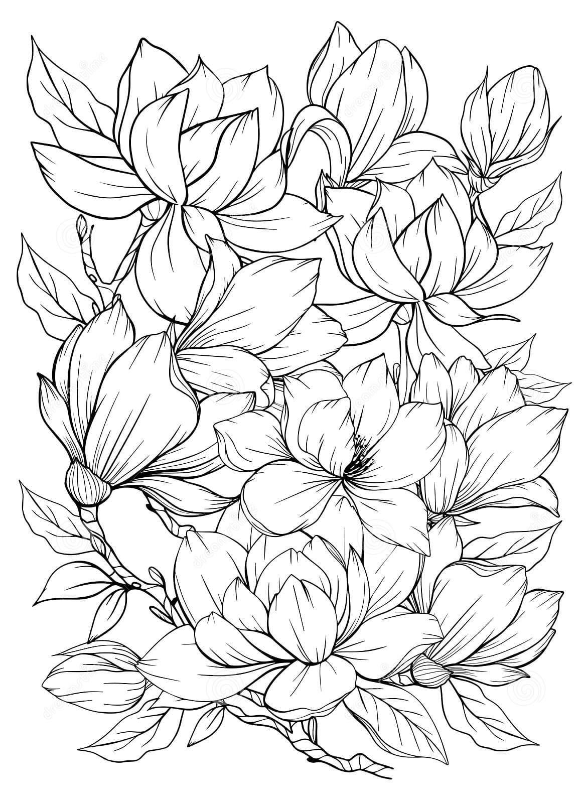 Coloring Page With Magnolia And Leaves