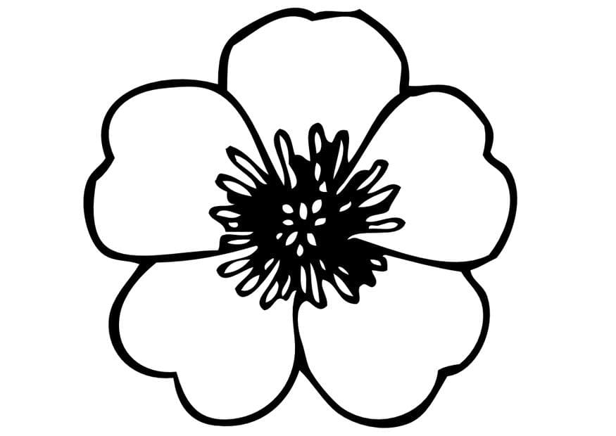 Coloring Pansy Coloring Page
