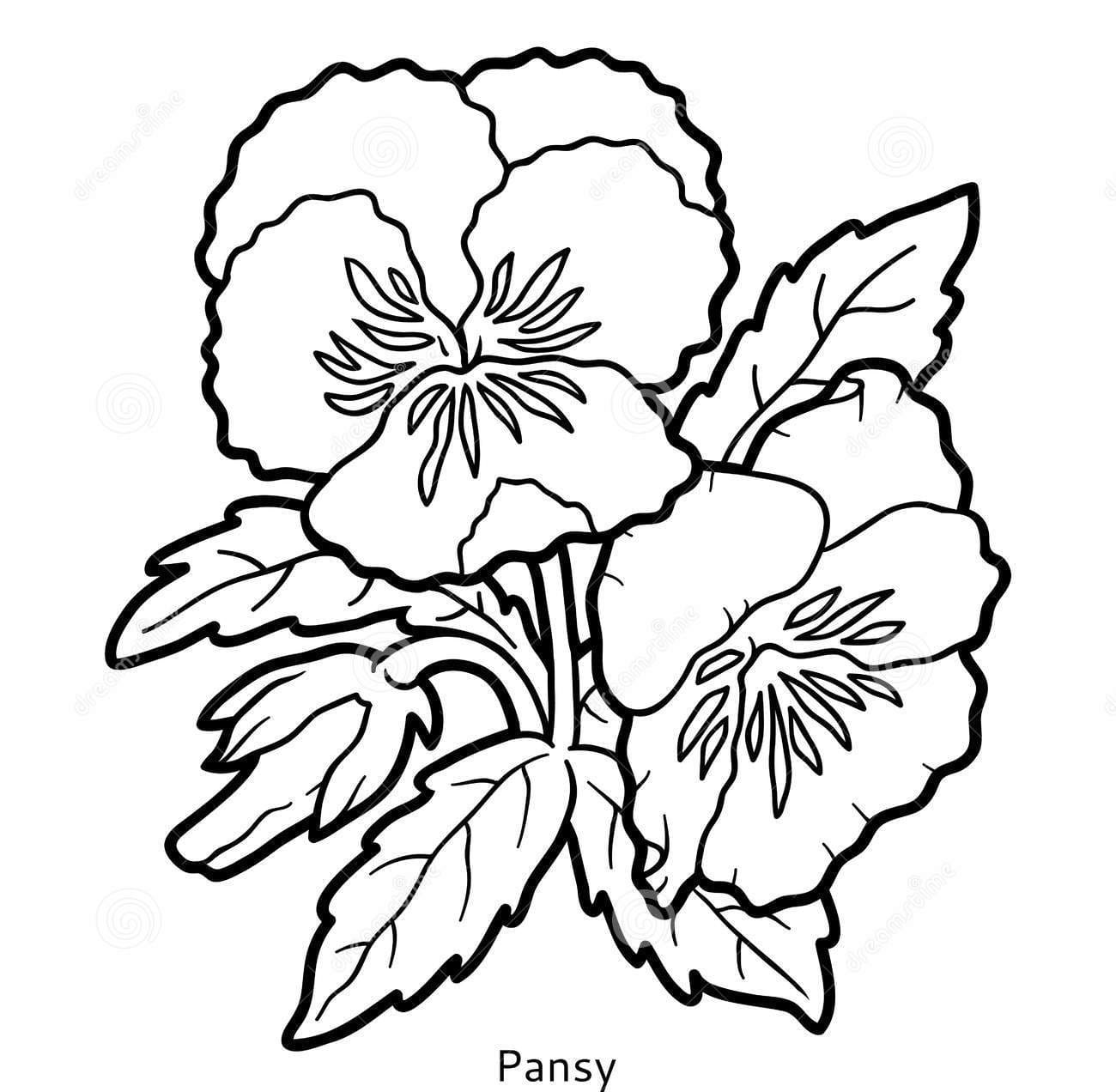 Flower Pansy Free Coloring Page