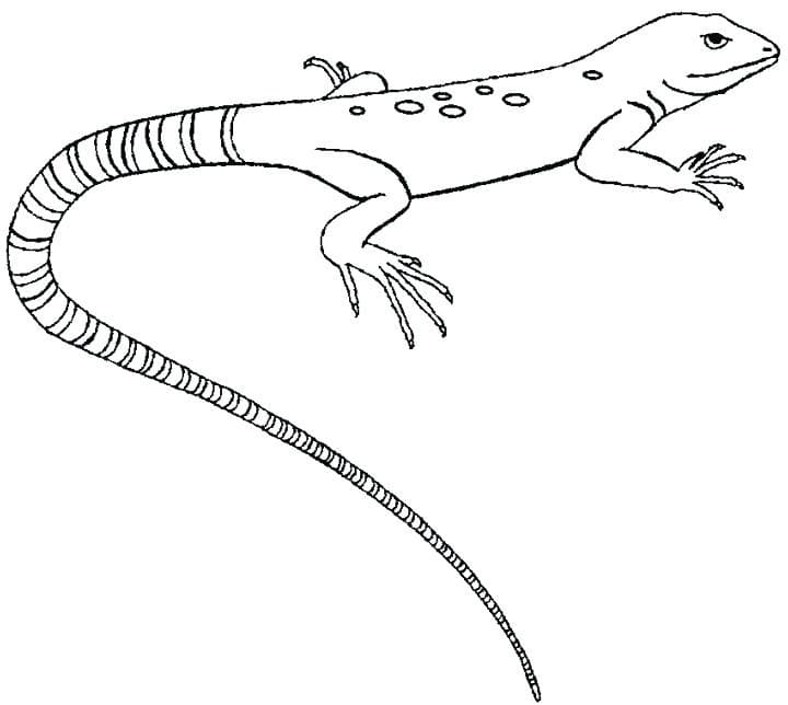 Common Gecko Free Coloring Page