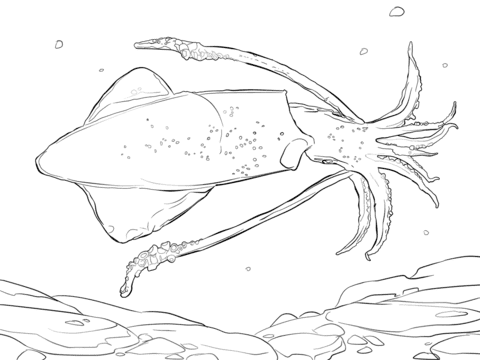 Common Squid Free Coloring Page