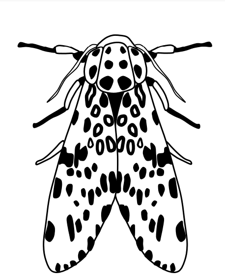 Cossid Moth To Print Coloring Page