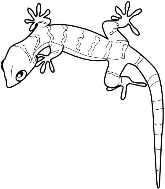Cute Gecko Coloring Free Printable Coloring Page