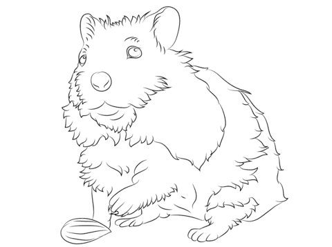Cute Hamster Free Printable Coloring Page